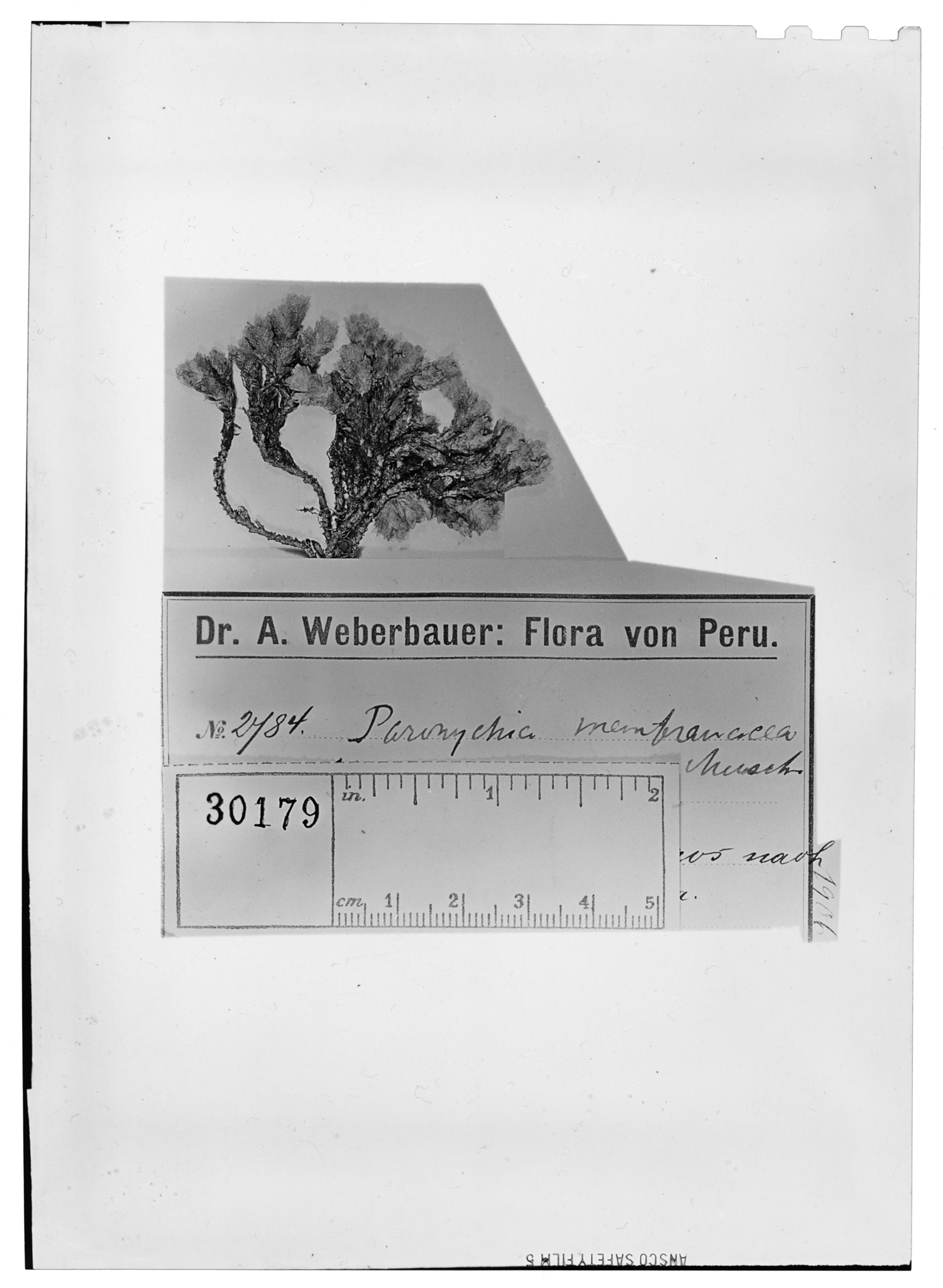 Paronychia andina image