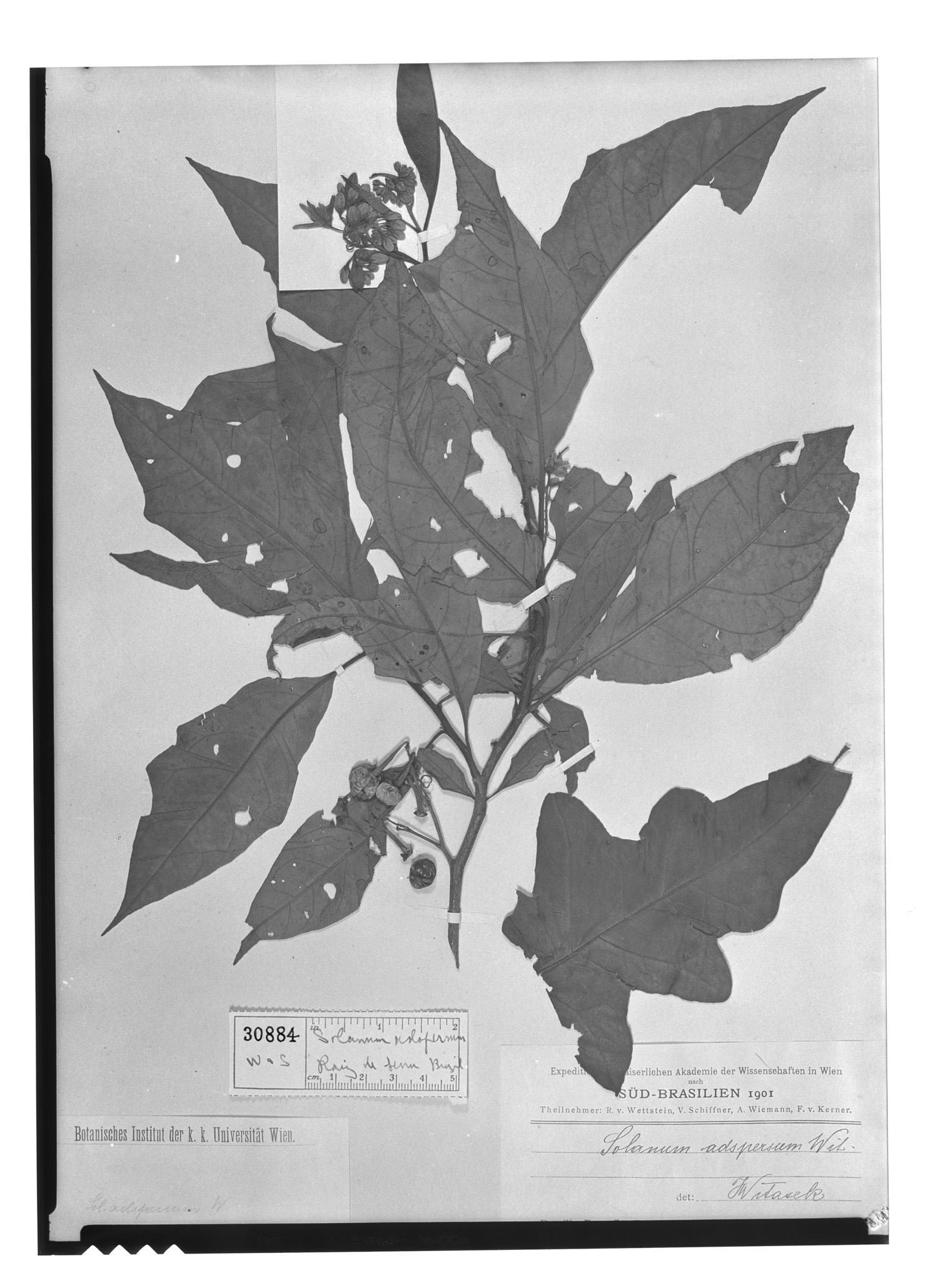 Solanum adspersum image