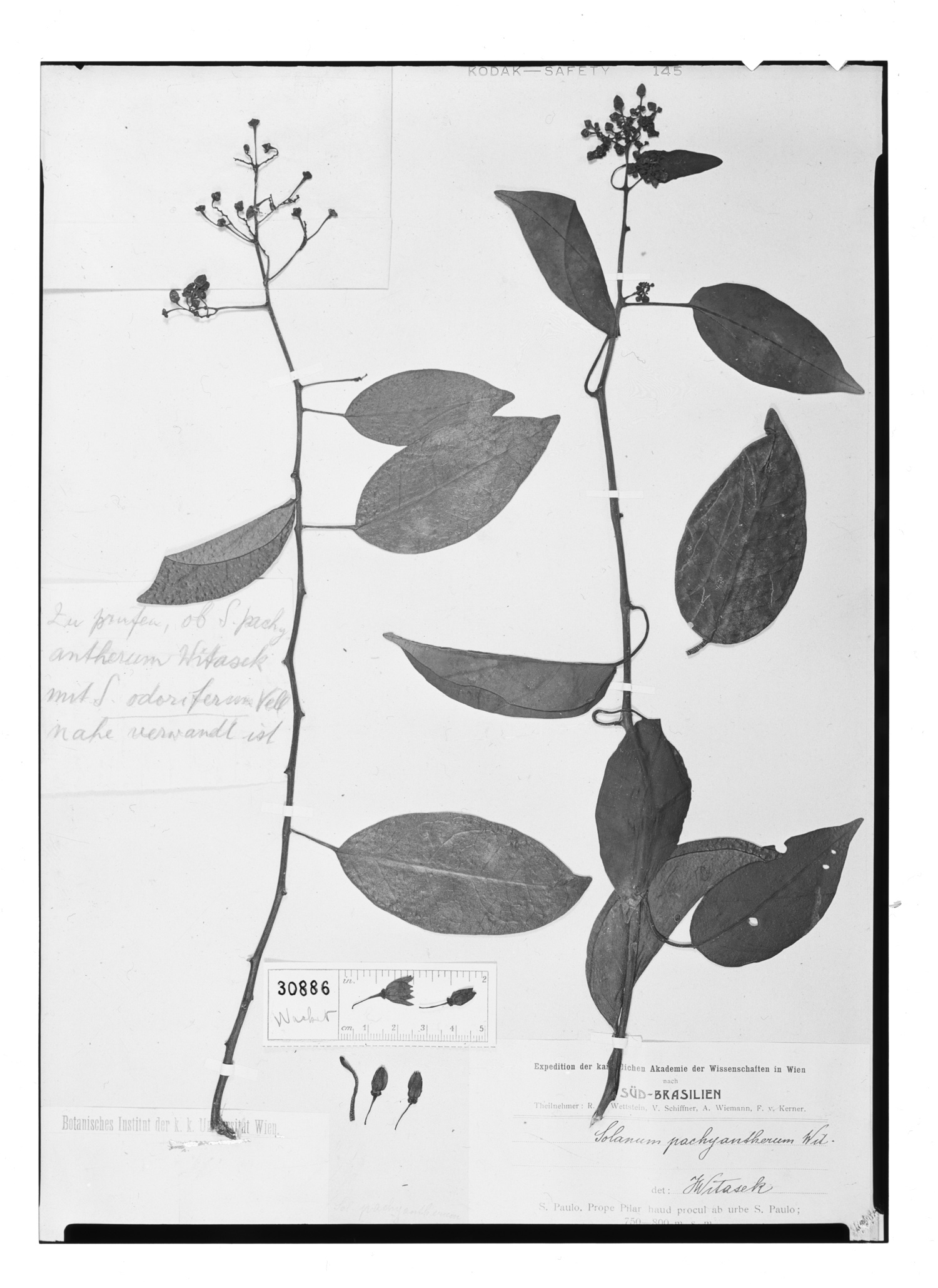 Solanum pachyantherum image