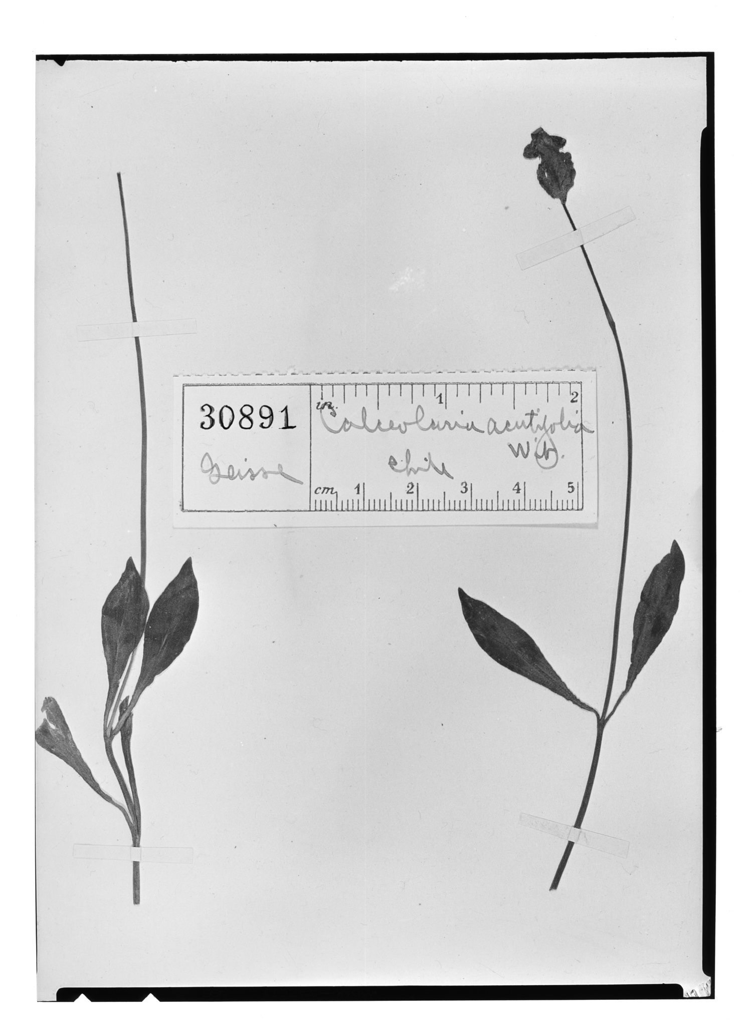 Calceolaria polyrrhiza image