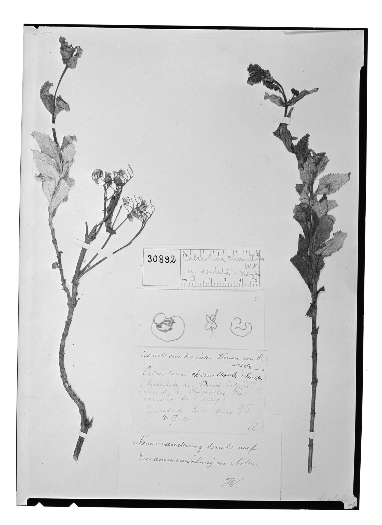 Calceolaria cheiranthoides image