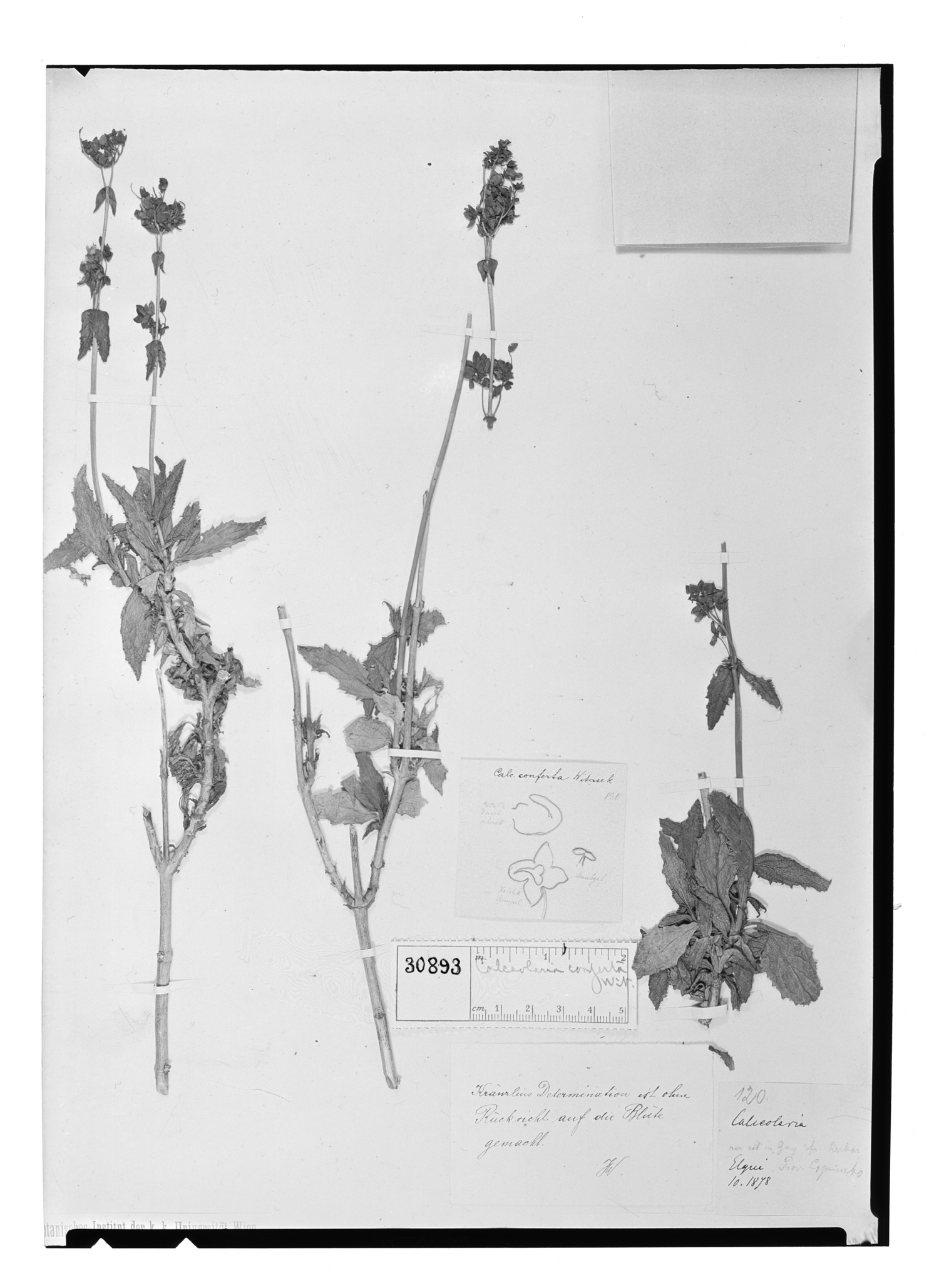 Calceolaria collina subsp. conferta image