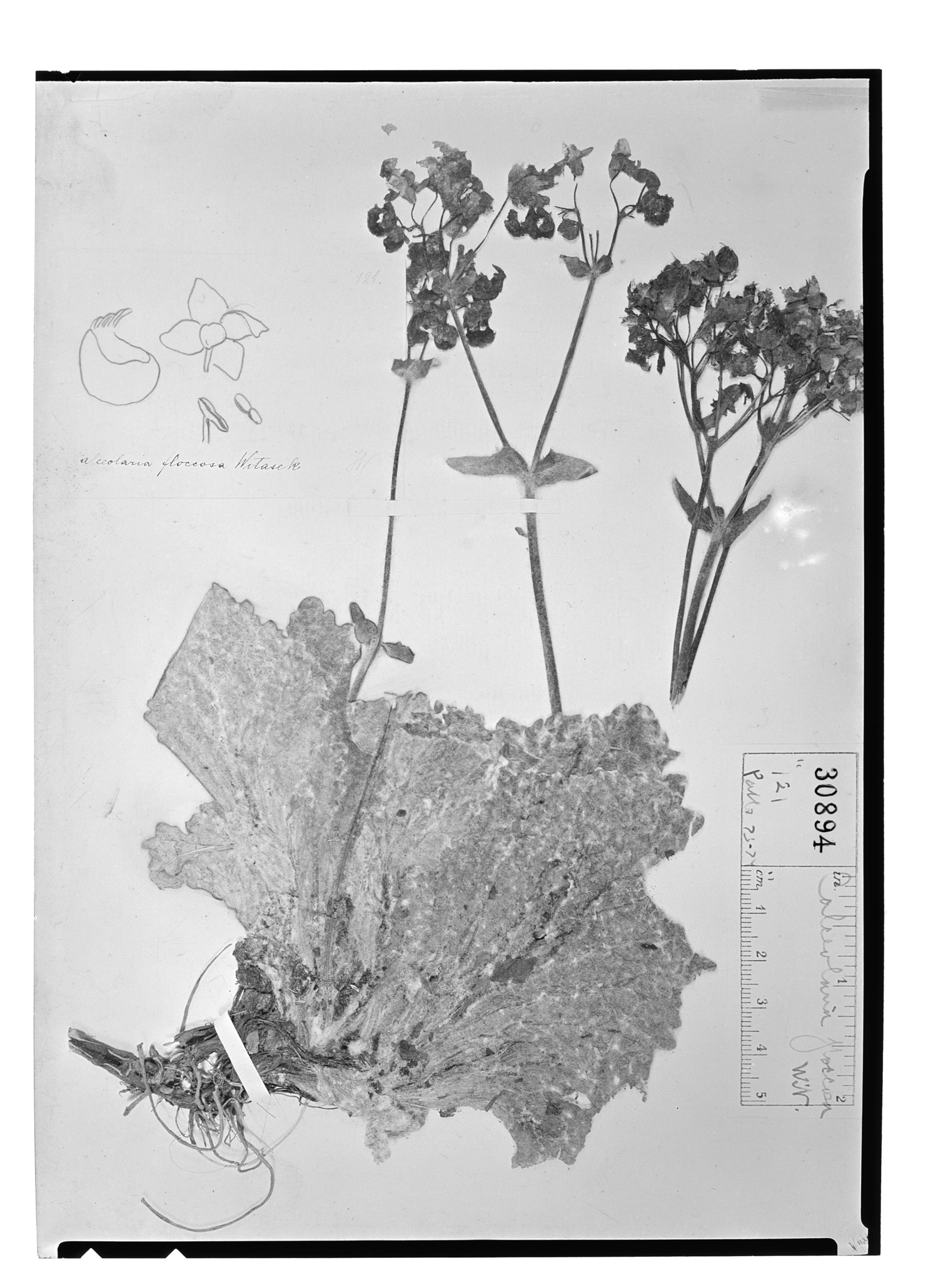 Calceolaria corymbosa subsp. floccosa image