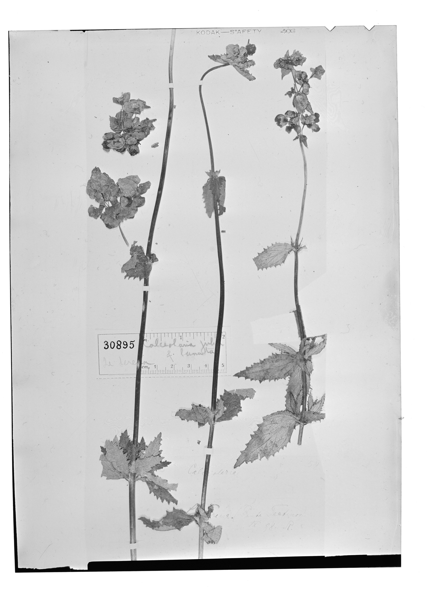 Calceolaria fulva image