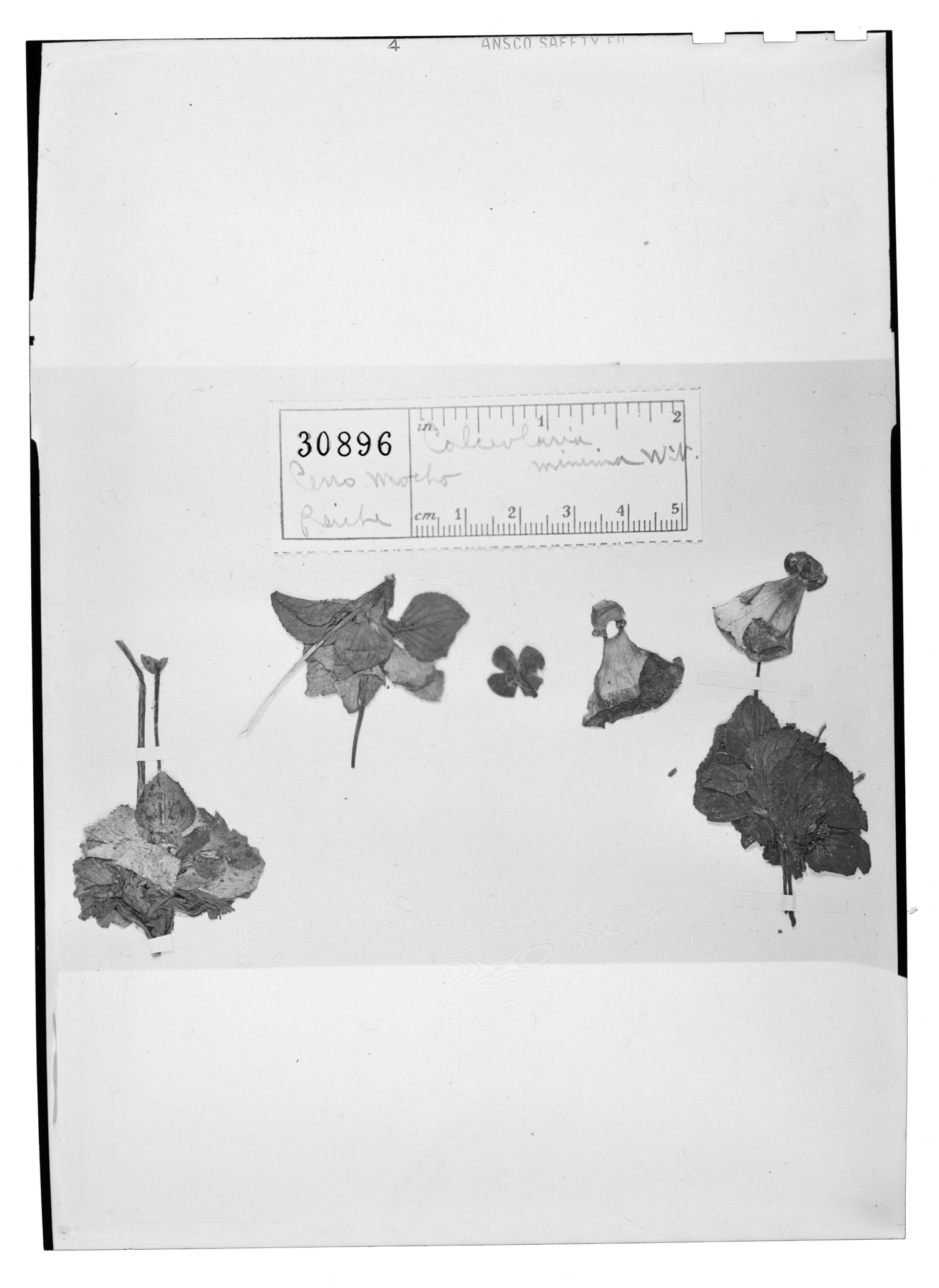 Calceolaria uniflora image