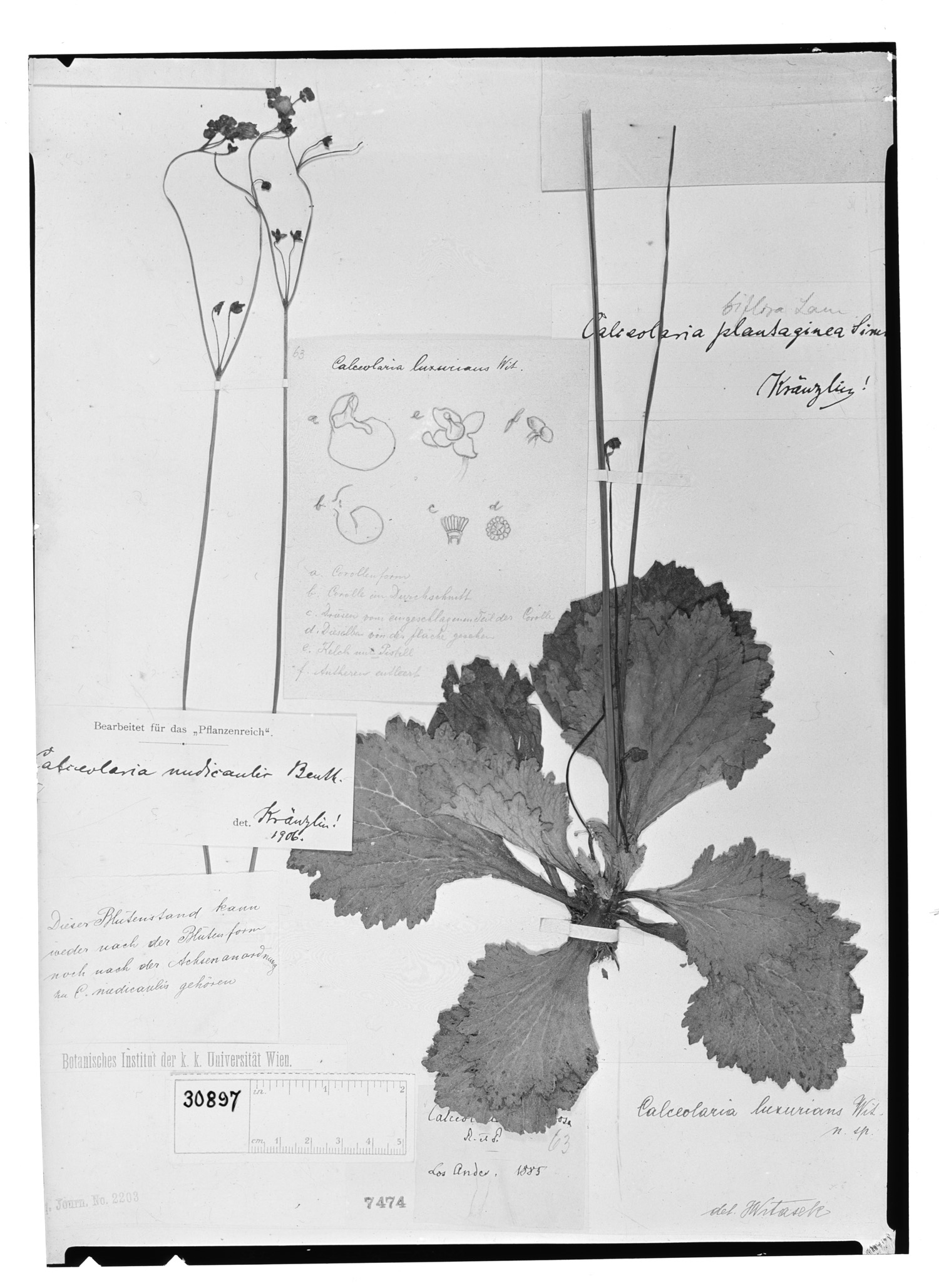 Calceolaria luxurians image