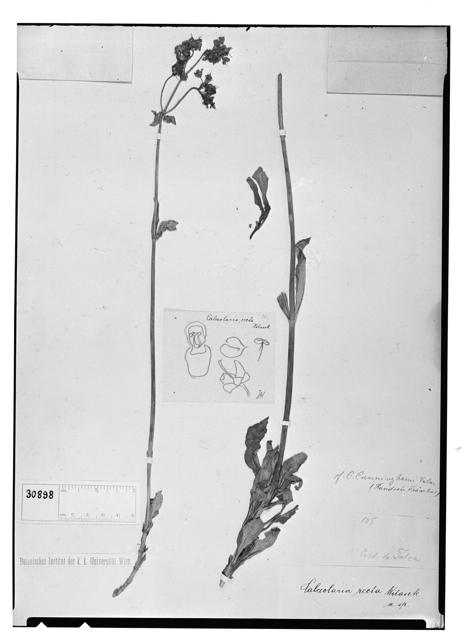 Calceolaria cavanillesii image