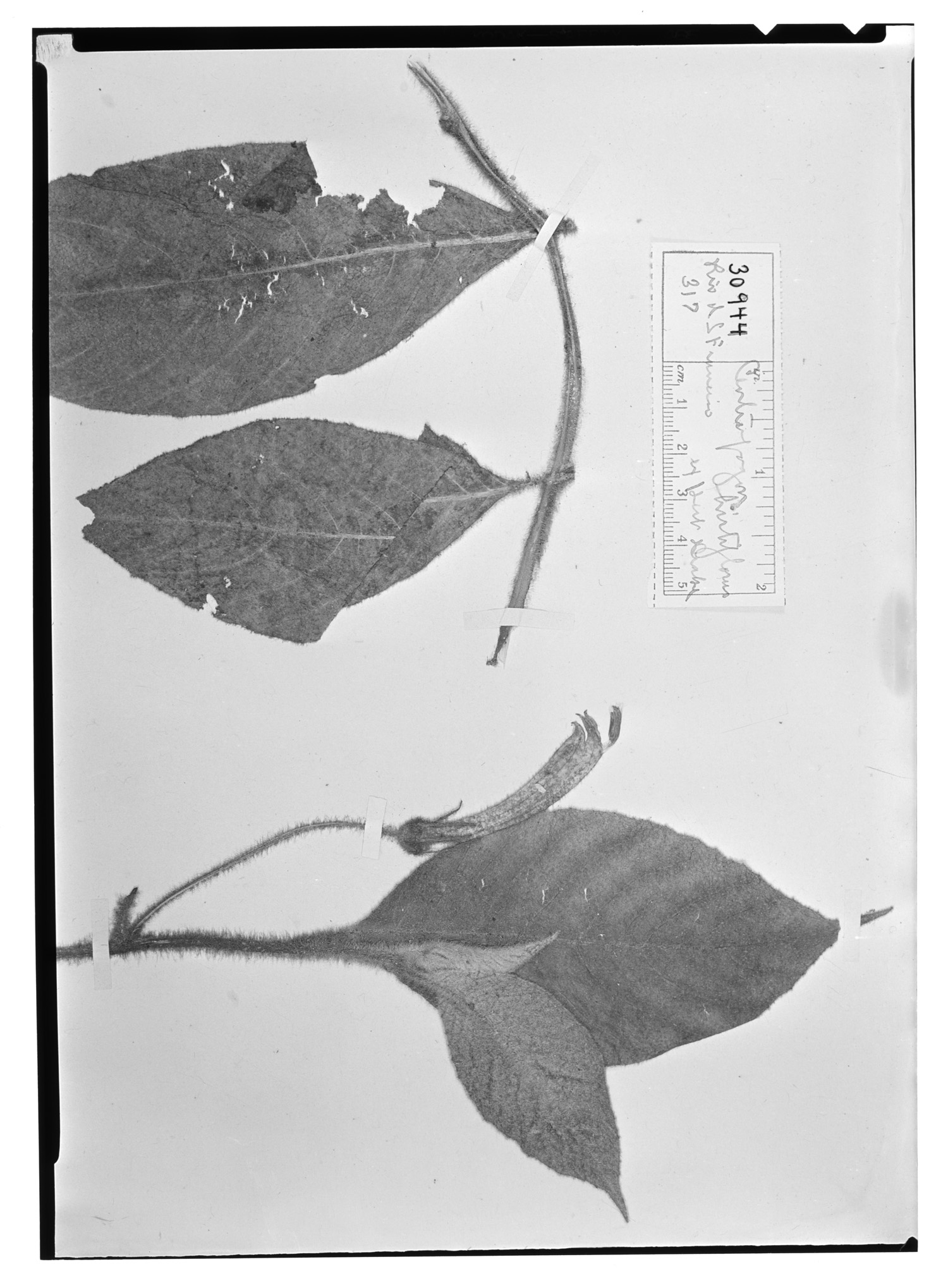Centropogon hirtiflorus image