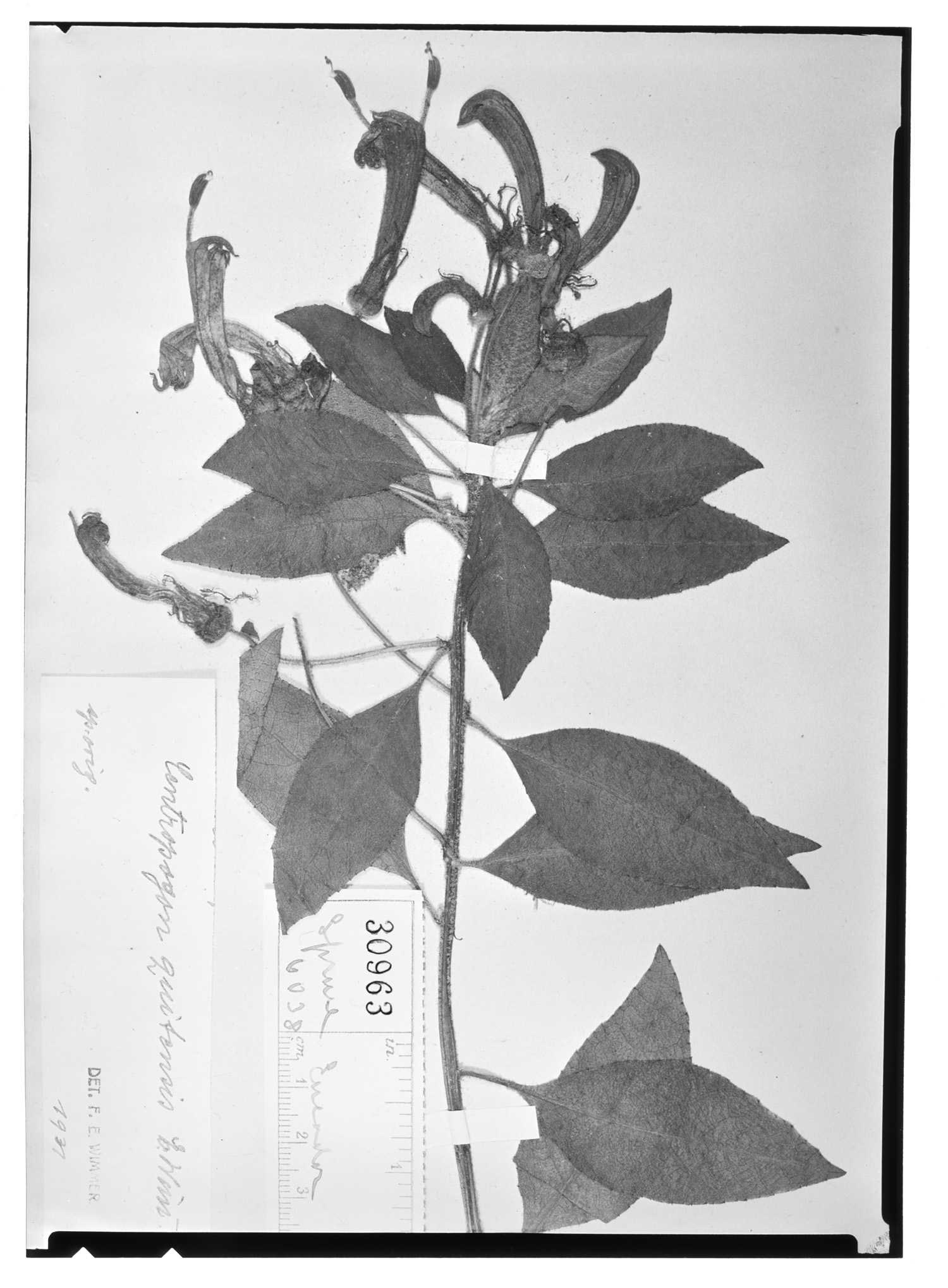 Centropogon licayensis image