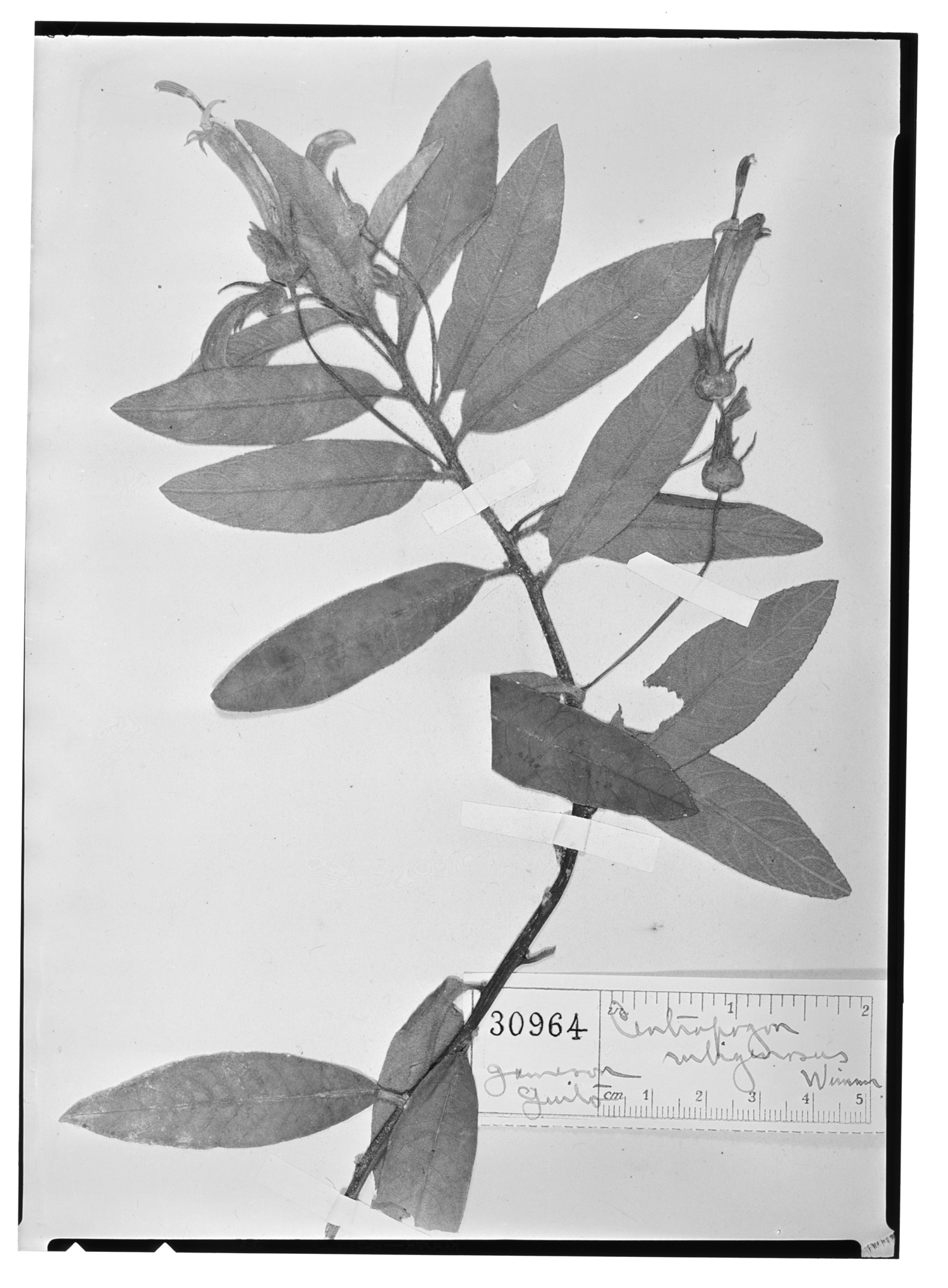 Centropogon rubiginosus image