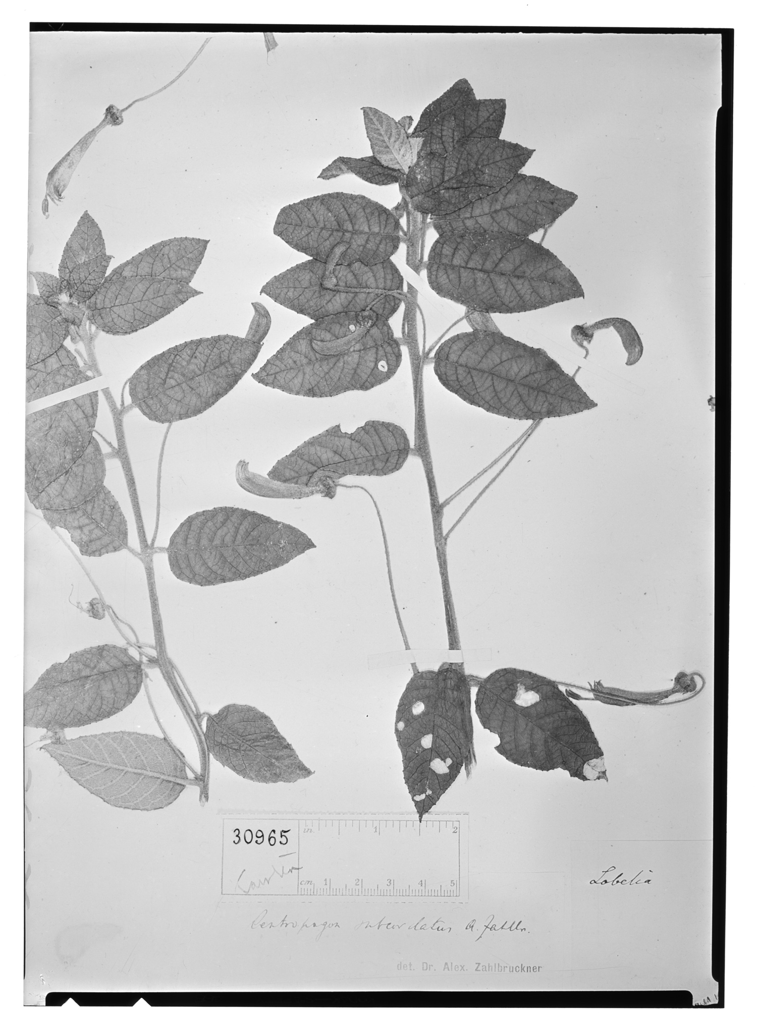 Centropogon subcordatus image