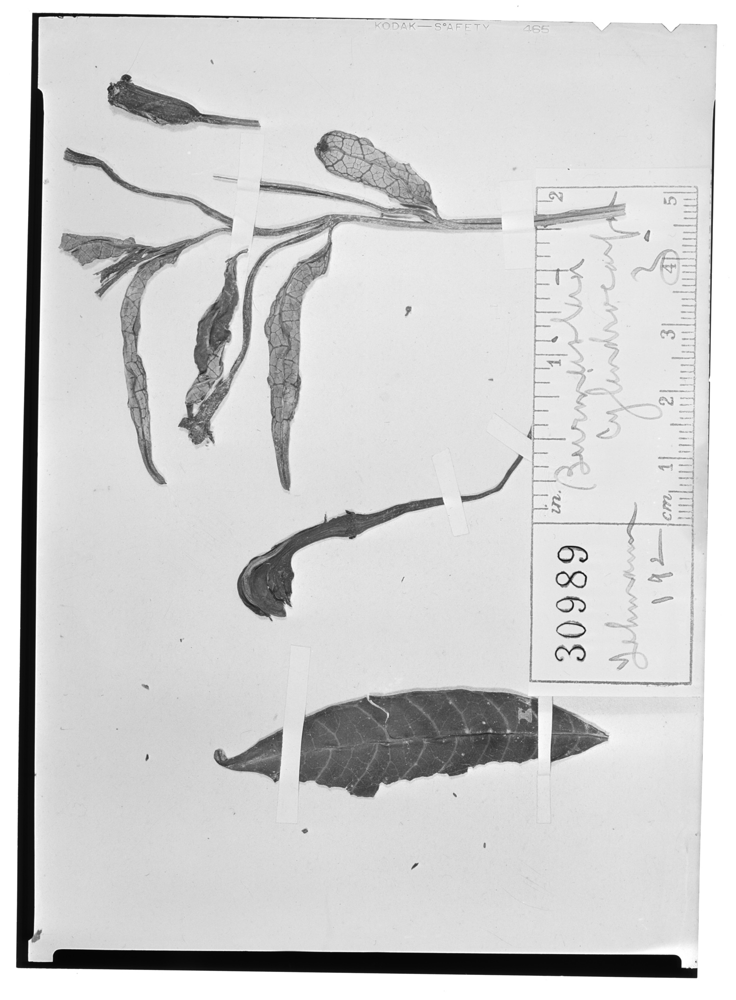 Burmeistera cylindrocarpa image