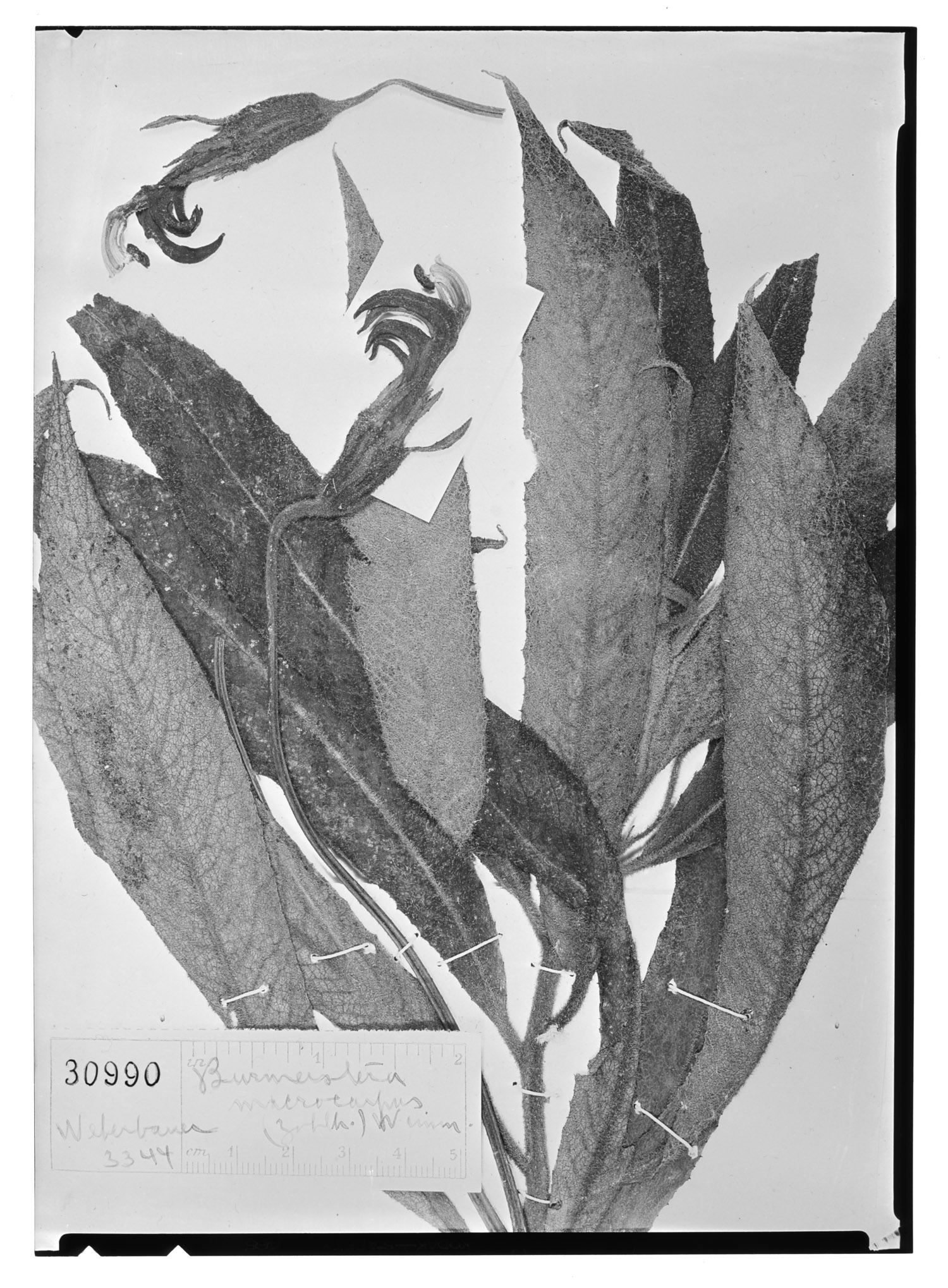 Centropogon macrocarpus image
