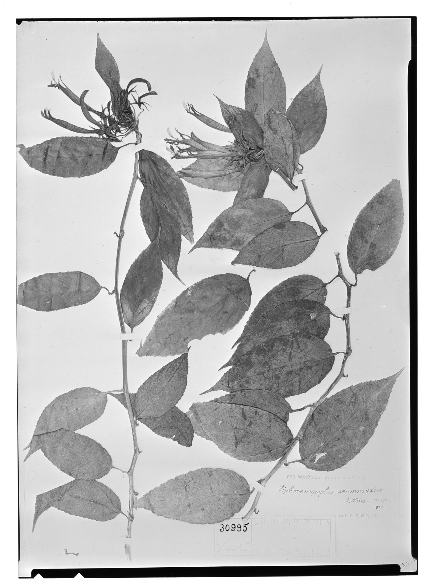 Lobelia acuminata image