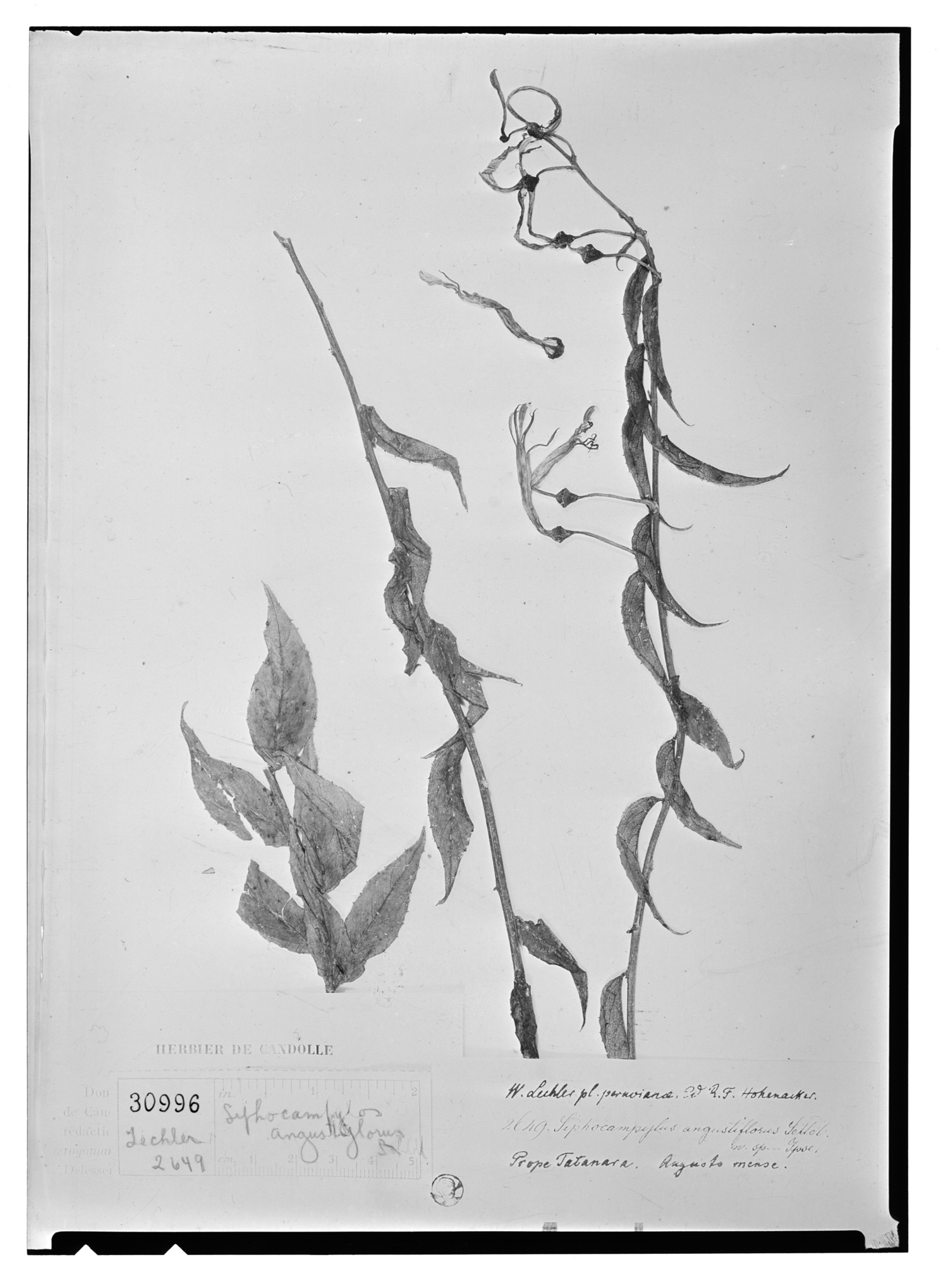 Siphocampylus angustiflorus image