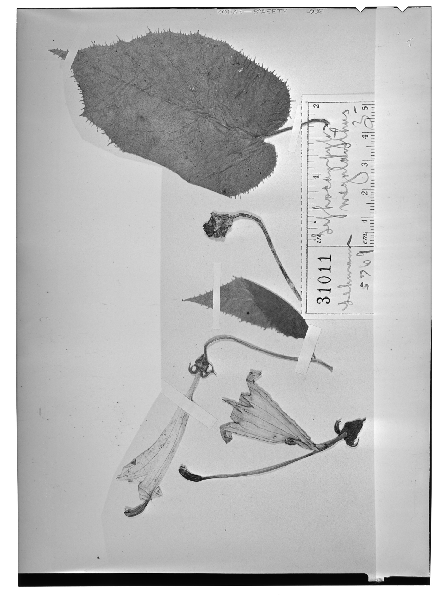 Siphocampylus megalanthus image