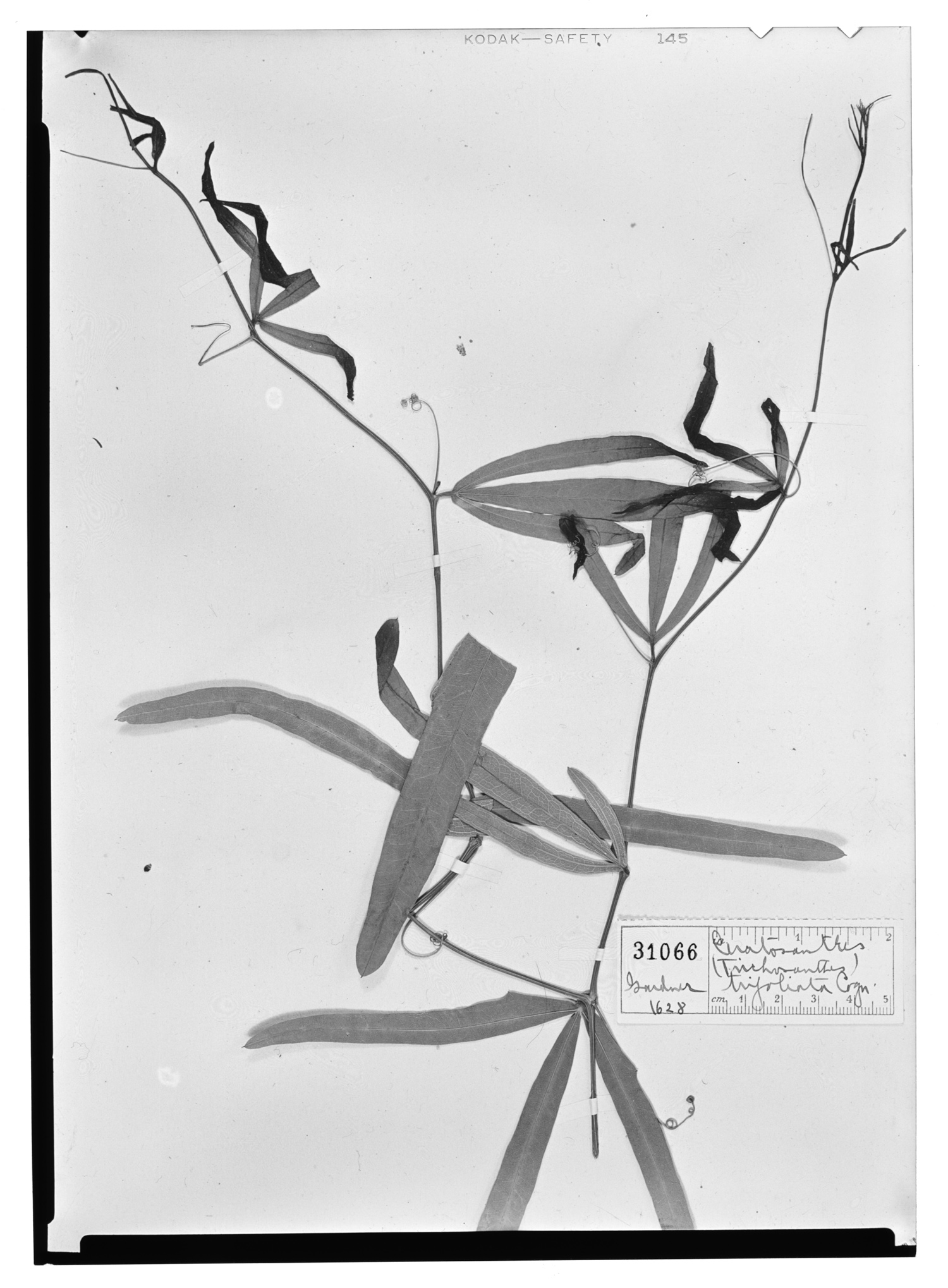 Ceratosanthes trifoliata image