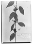 Loranthus densiflorus image
