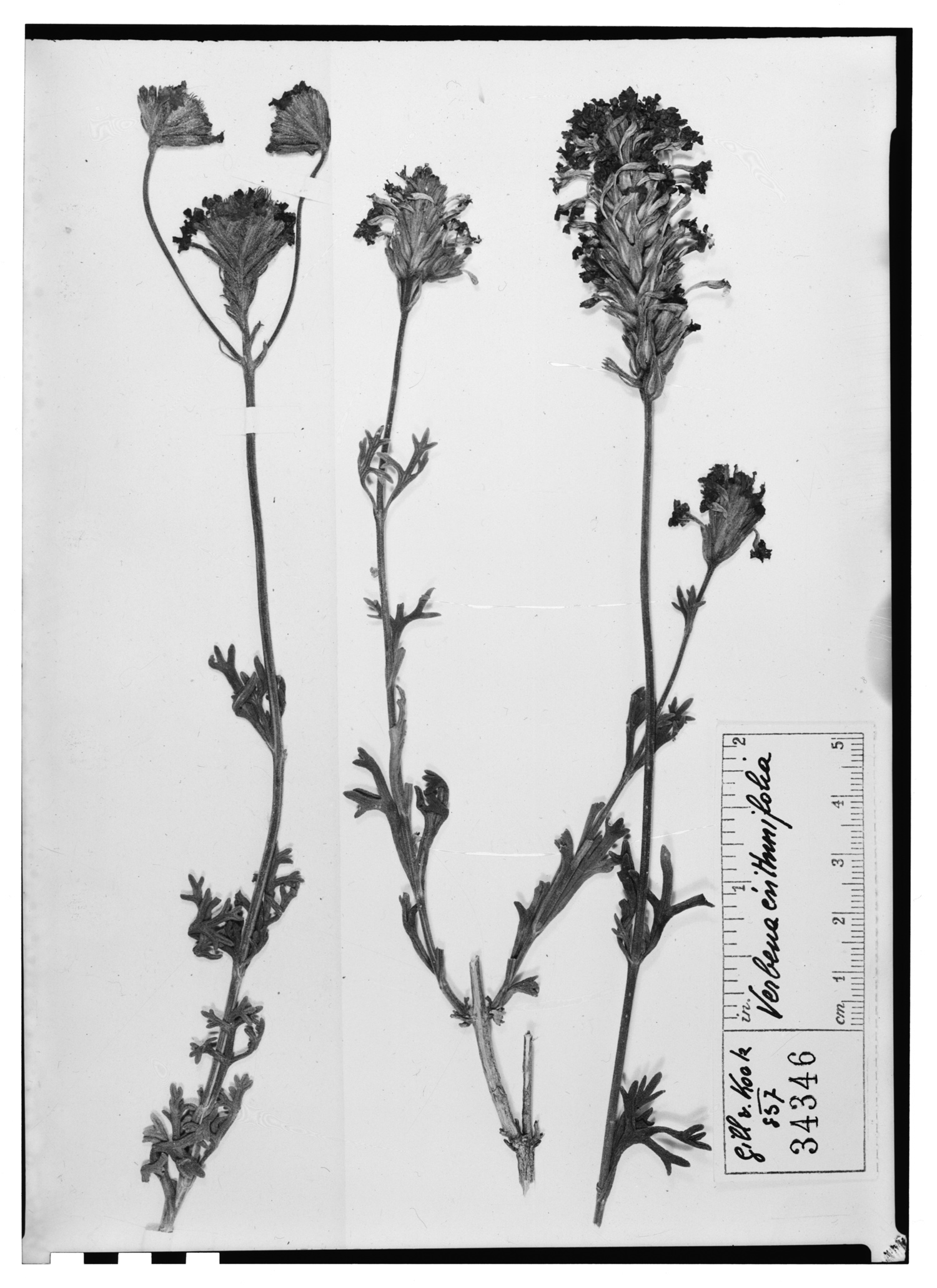 Verbena crithmifolia image
