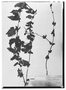 Verbena corymbosa image