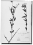 Verbena phlogiflora image