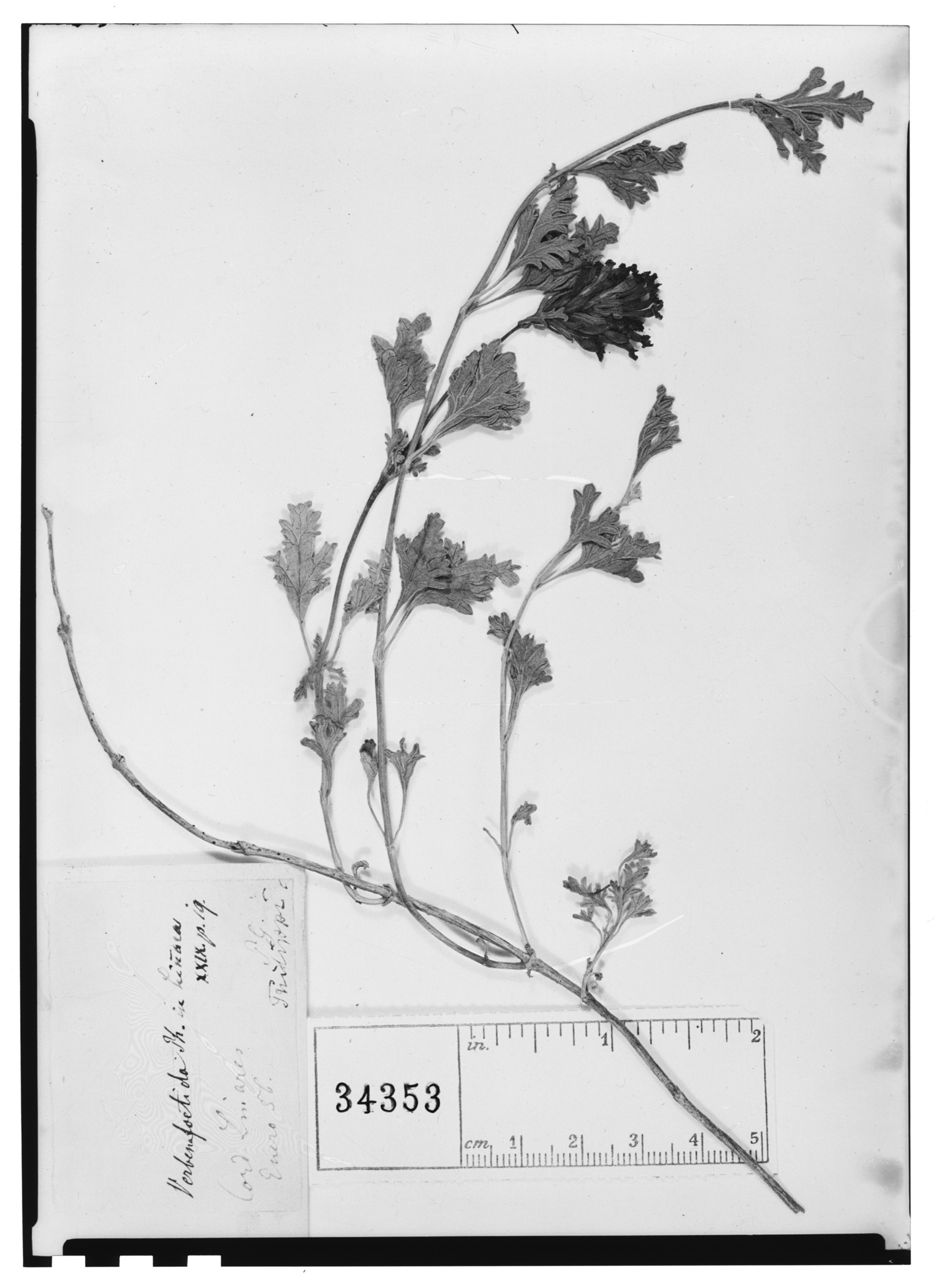 Glandularia ribifolia image