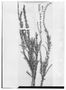 Verbena seriphioides image