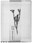 Mulguraea asparagoides image