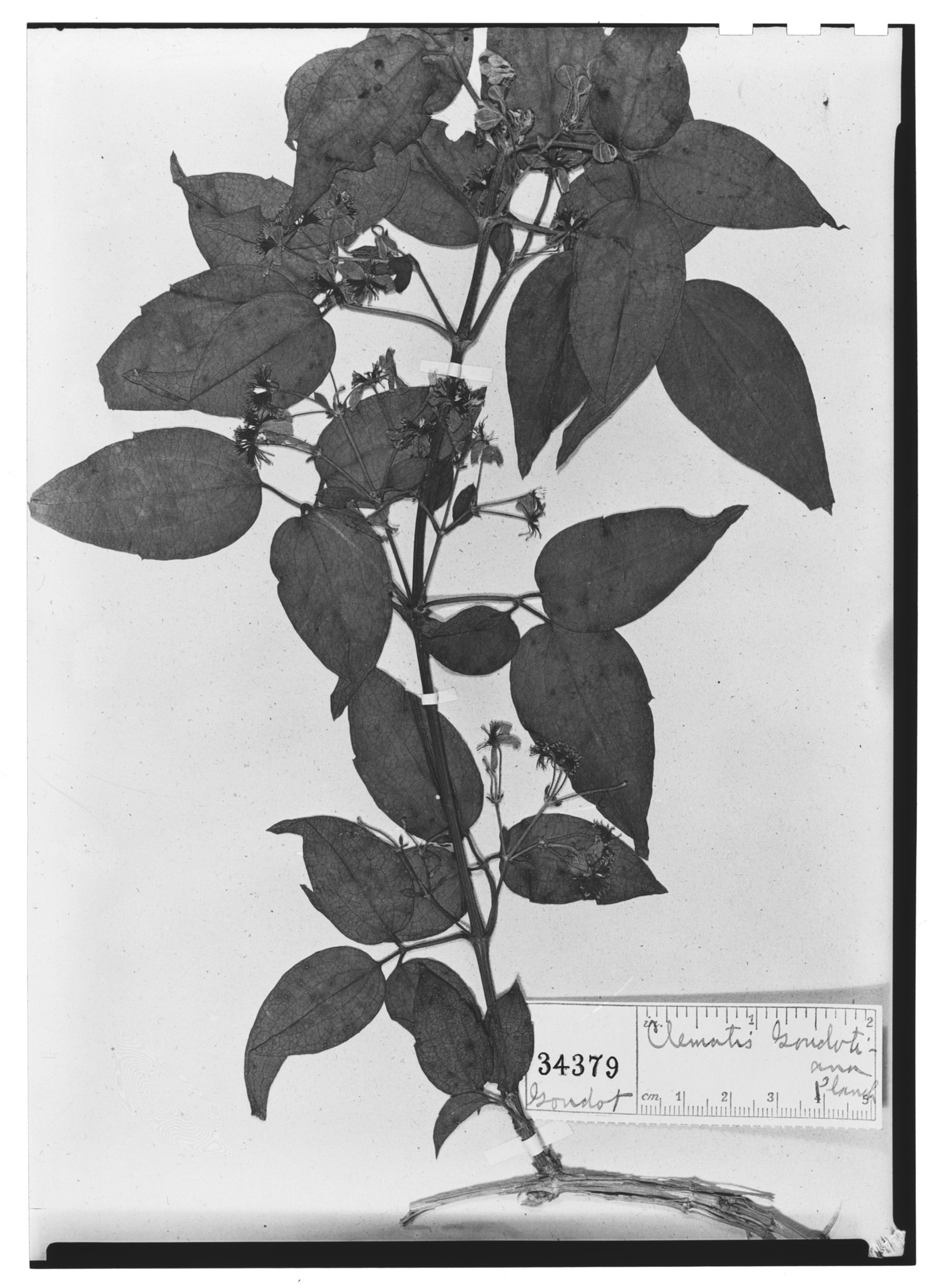 Clematis populifolia var. goudotiana image