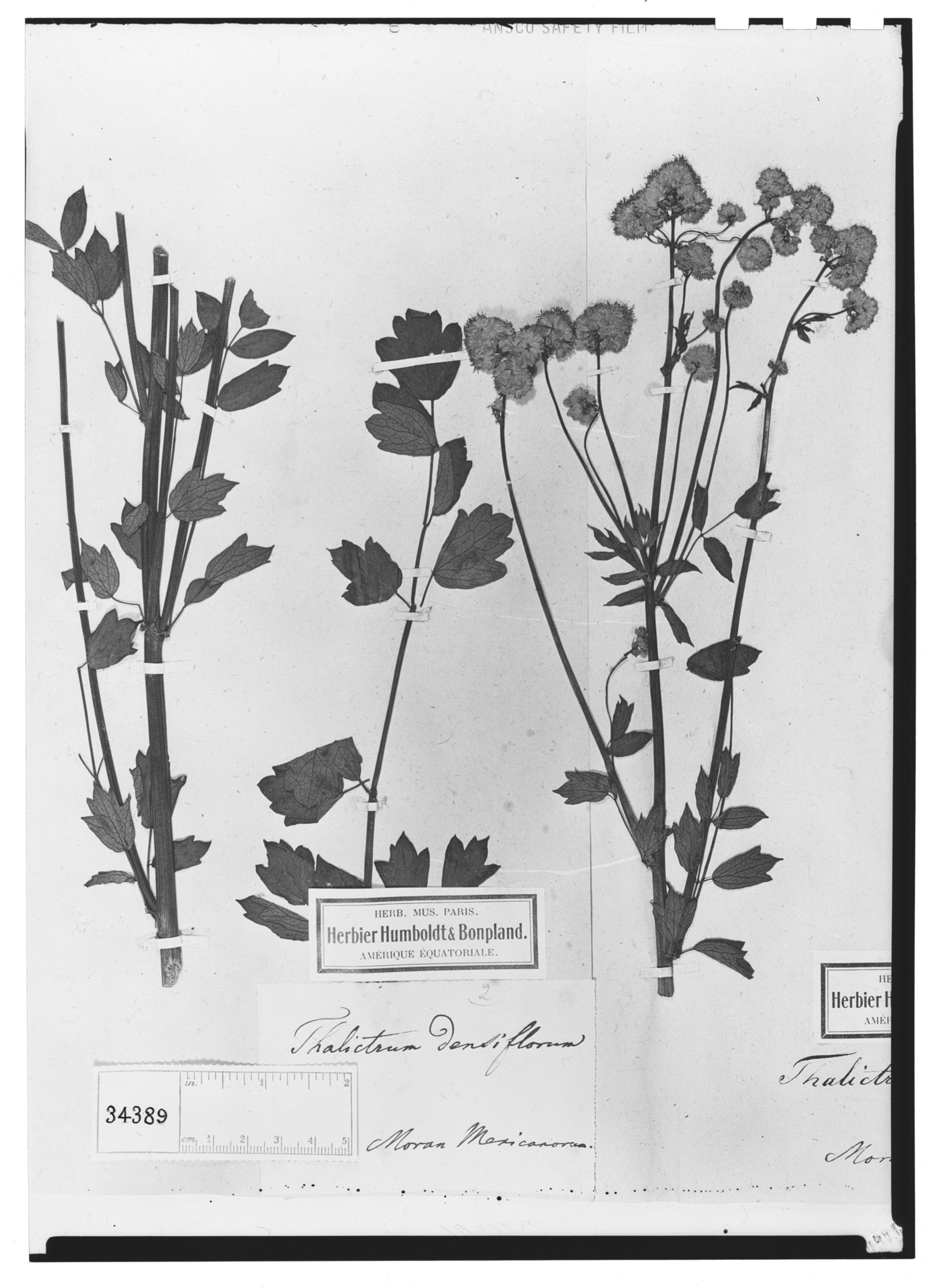 Thalictrum speciosissimum subsp. speciosissimum image