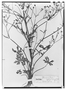 Ranunculus apiifolius image
