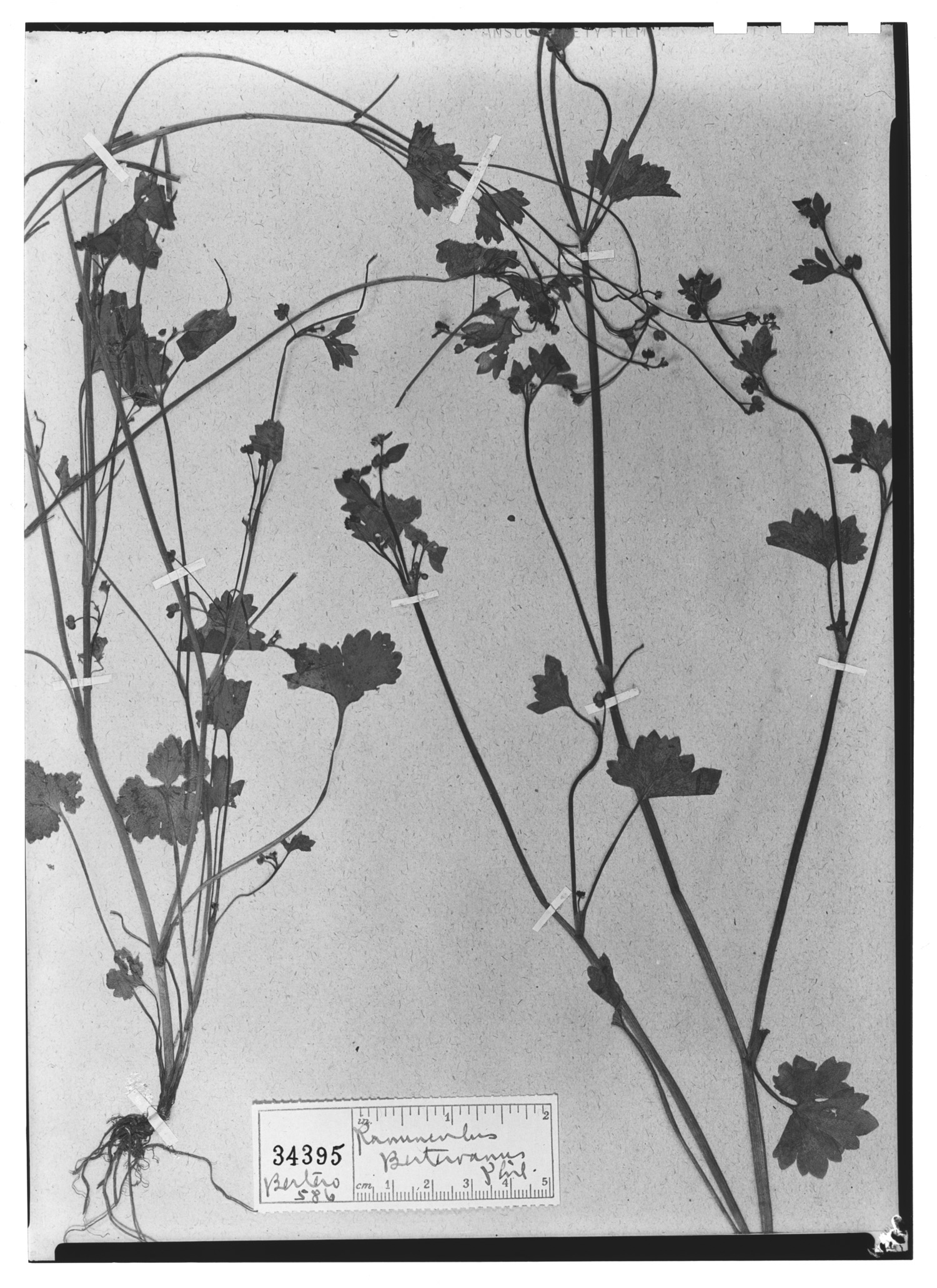 Ranunculus chilensis image