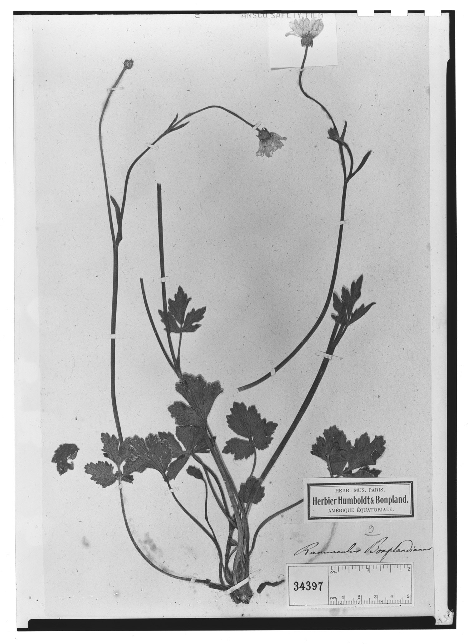 Ranunculus praemorsus image