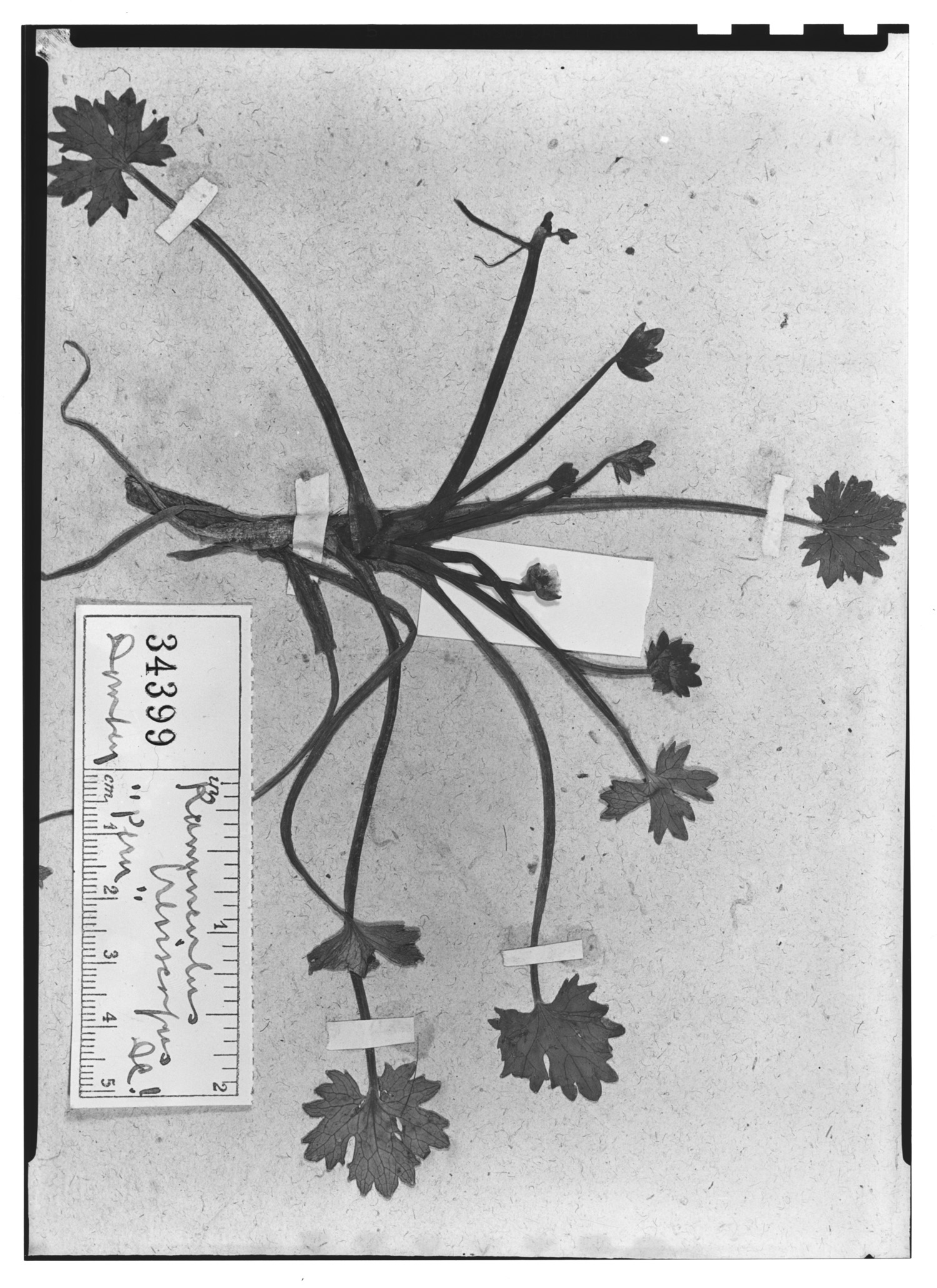 Ranunculus breviscapus image