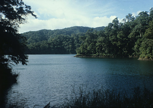 Lowland forest surrounding Lake Balinsasayao, Negros Island. Photograph by PD Heideman. (c) Field Museum of Natural History