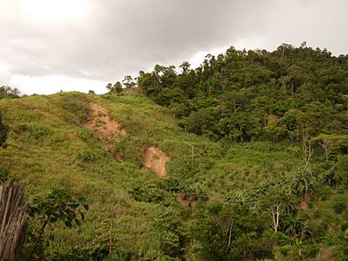 Lowland forest at about 600m elevation in the Mingan Mountains, Aurora Province, Luzon. Photograph by DS Balete. (c) Field Museum of Natural History