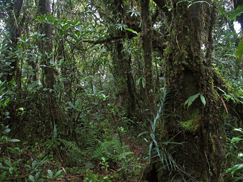 The interior of mature montane forest at 1434m with abundant vines and ferns. Mt. Palali, Nueva Vizcaya Province, Luzon. (c) Field Museum of Natural History