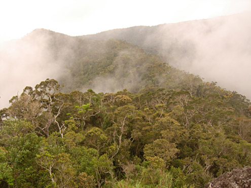 Mature montane rainforest at about 1500m on Mt. Palali, Nueva Vizcaya Province, Luzon. (c) Field Museum of Natural History
