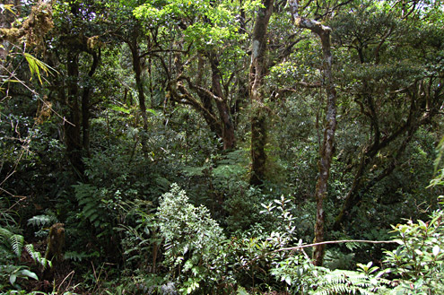 Old-growth montane rainforest at about 1475m on the Mingan Mountains, Aurora Province, Luzon. (c) Field Museum of Natural History