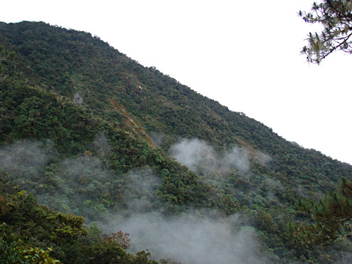 Fog drifts through mossy forest nearly every day, keeping the habitat almost constantly moist. Mt. Amuyao, 1500-2200m, Mountain Province, Luzon. (c) Field Museum of Natural History