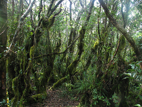 The interior of mossy forest is usually densely vegetated, with moss covering tree trunks, exposed roots, and often branches and even leaves. The trees are often small and gnarled. Mt. Cetaceo, 1500m, Cagayan Province, Luzon. (c) Field Museum of Natural History