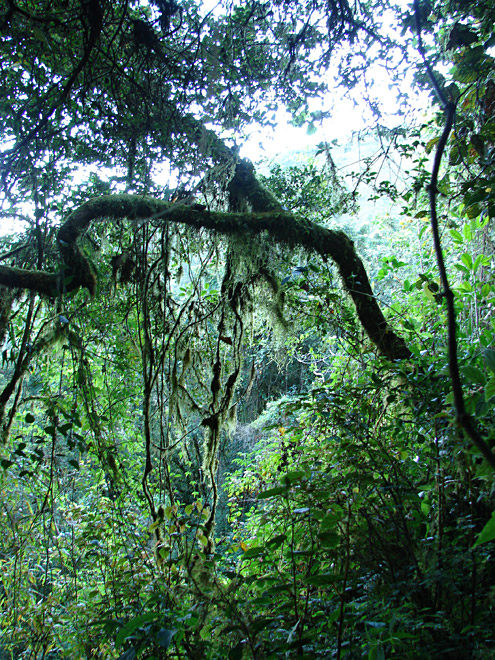 The larger trees in mossy forest often have horizontal branches from which moss drapes in sheets. Mt. Pulag, about 2300m, Benguet Province, Luzon. (c) Field Museum of Natural History