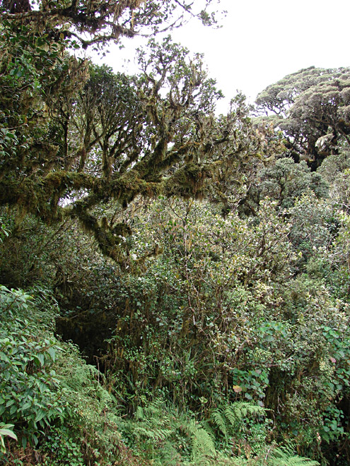 Where mossy forest grows in places protected from the wind, the trees may grow to 10m. Mt. Pulag, about 2600m, Benguet Province, Luzon. (c) Field Museum of Natural History