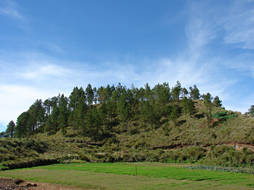 When hillsides from 900-2500m adjacent to cropland are burned, pine forest with grassy understory is often present, providing habitat for exotic pest rats. Mt. Pulag, 2335m, Benguet Province, Luzon. (c) Field Museum of Natural History