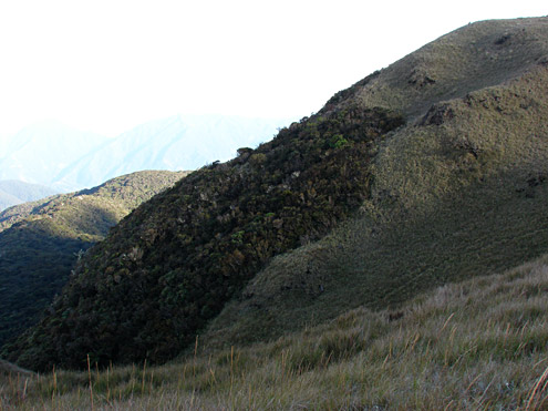 Fires in grassland on Mt. Pulag burn up to the edge of mossy forest leaving a sharp boundary between the two types of vegetation. Mt. Pulag, 2700m, Benguet Province, Luzon. (c) Field Museum of Natural History