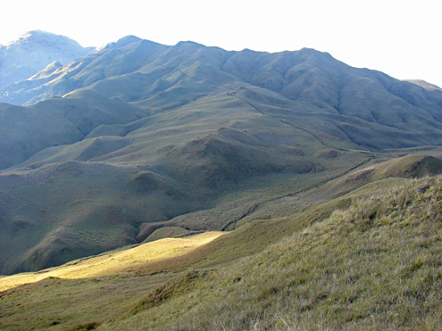 Open grassland that is maintained by fire covers the entire peak of Mt. Pulag, Benguet Province, Luzon. (c) Field Museum of Natural History