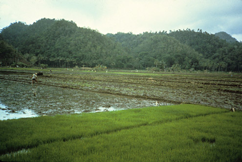 Areas where logging has been controlled and the forest has regenerated often produce abundant water for irrigation. Chocolate Hills, near Bilar, Bohol Island. (c) Field Museum of Natural History