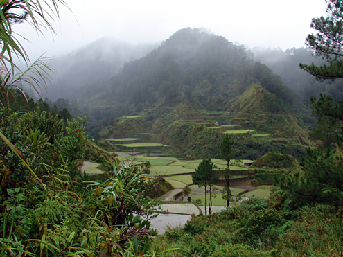 Traditional cultures in the Central Cordillera of Luzon protect their watershed areas to maintain stable water sources for rice cultivation. Near Barlig, Mountain Province, Luzon. (c) Field Museum of Natural History