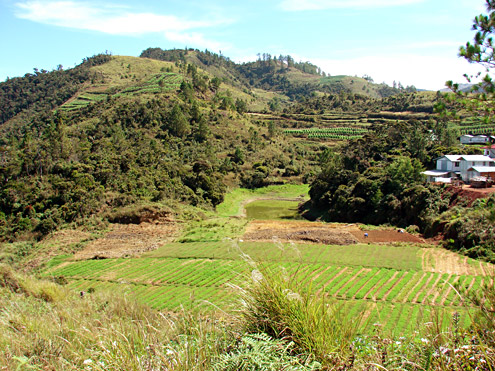 Where high-value vegetable crops are grown in the Central Cordillera, traditional land management practices are being lost, sometimes causing problems with erosion and flooding. Mt. Pulag, Benguet Province, Luzon. (c) Field Museum of Natural History