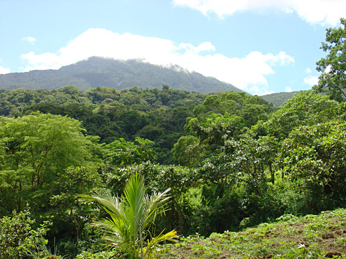 When logged-over forest is allowed to regenerate, it often produces well-functioning watersheds within 25 years. Mt. Banahaw, about 650m, Quezon Province, Luzon. (c) Field Museum of Natural History